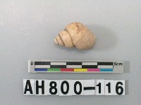 藏品(螺類)的圖片